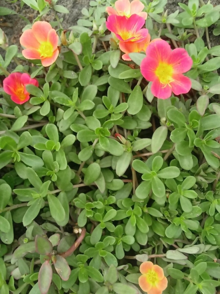 Портулак вегетативный