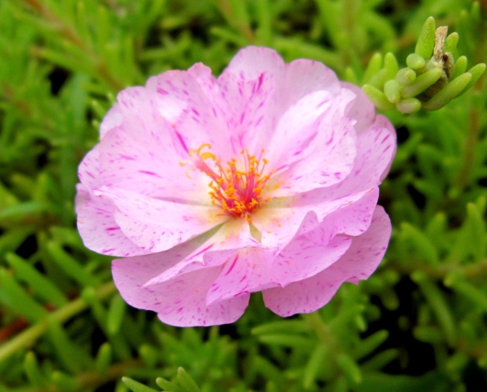 Портулак супермахровый