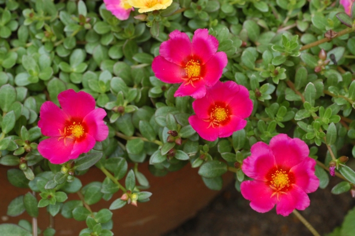 Portulaca umbraticola