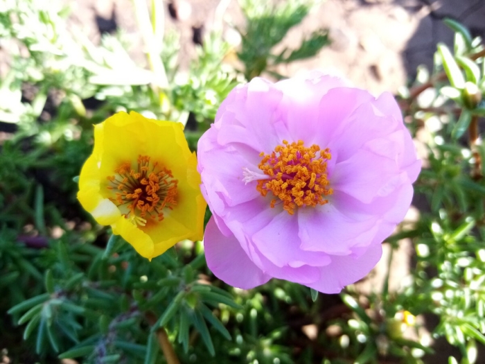 Портулак многолетний