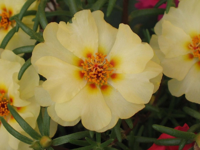 Portulaca grandiflora