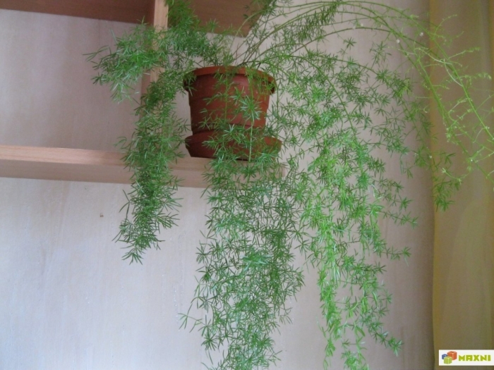 Аспарагус перистый лиана