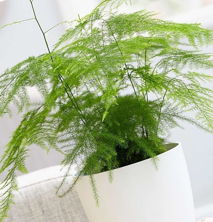 Asparagus plumosus аспарагус плюмосус