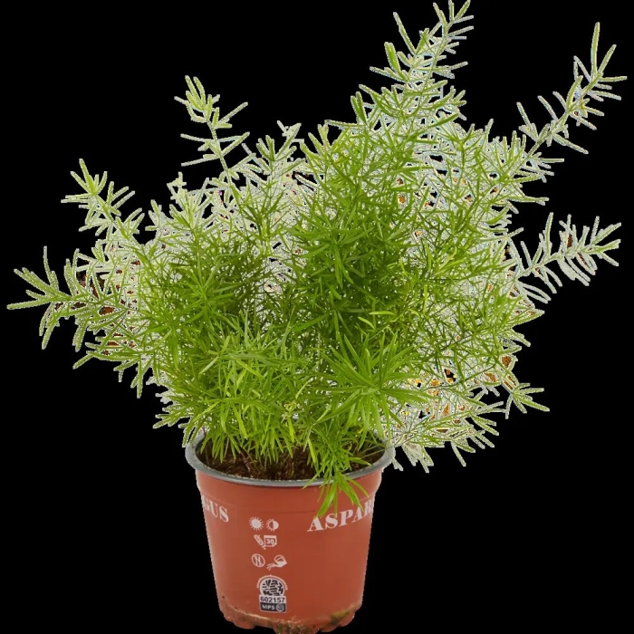 Аспарагус микс d12