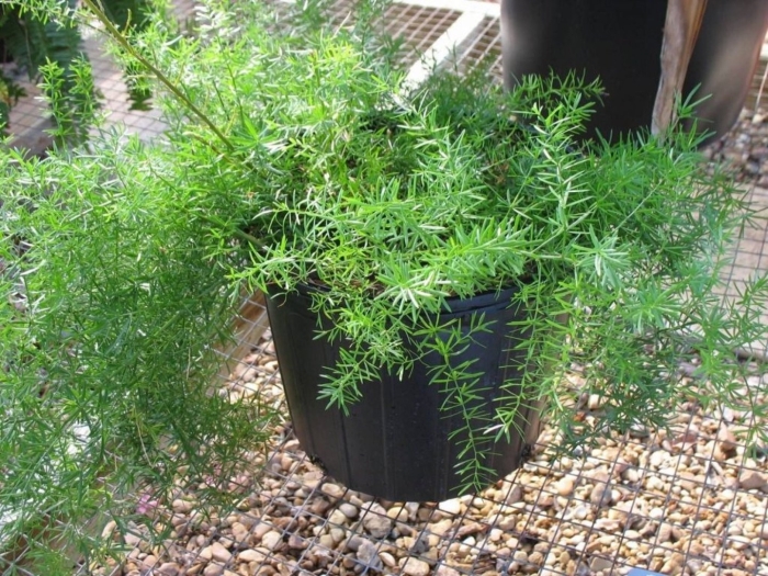 Аспарагус перистый шпренгера