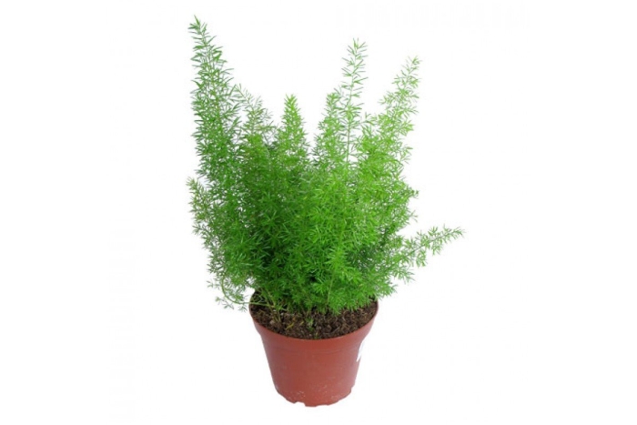 Аспарагус мириокладус (asparagus myriocladus)