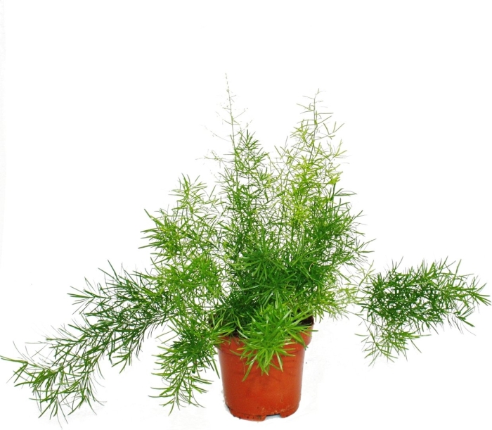 Аспарагус шпренгера