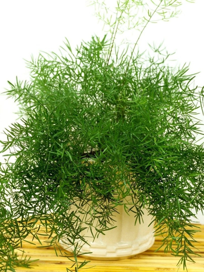 Цветок аспарагус