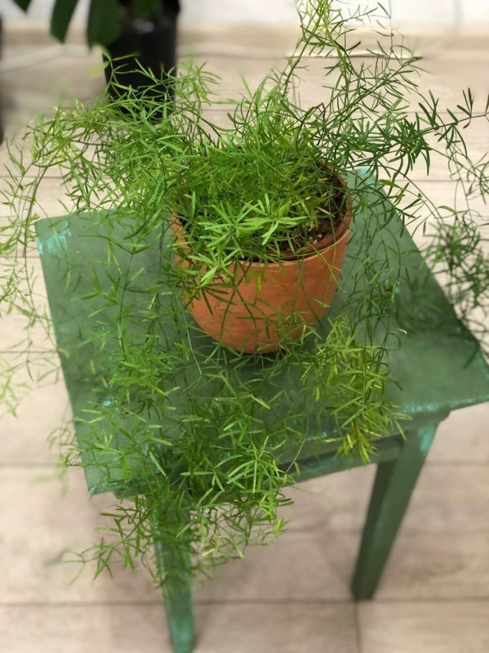 Аспарагус шпренгера