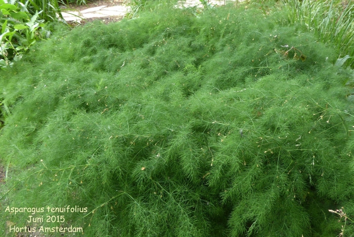 Аспарагус спаржа