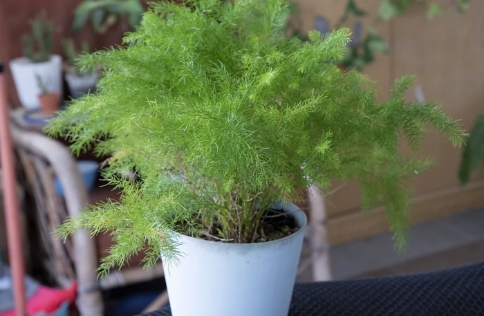 Аспарагус перистый плюмозус