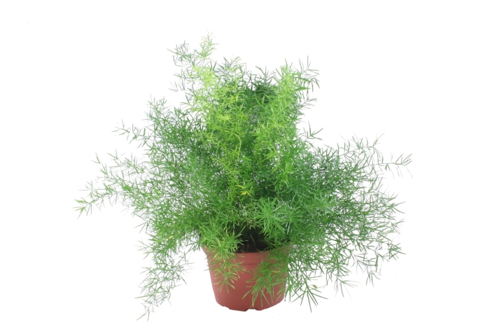 Семена аспарагус шпренгера