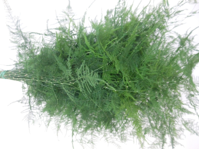 Asparagus plumosus