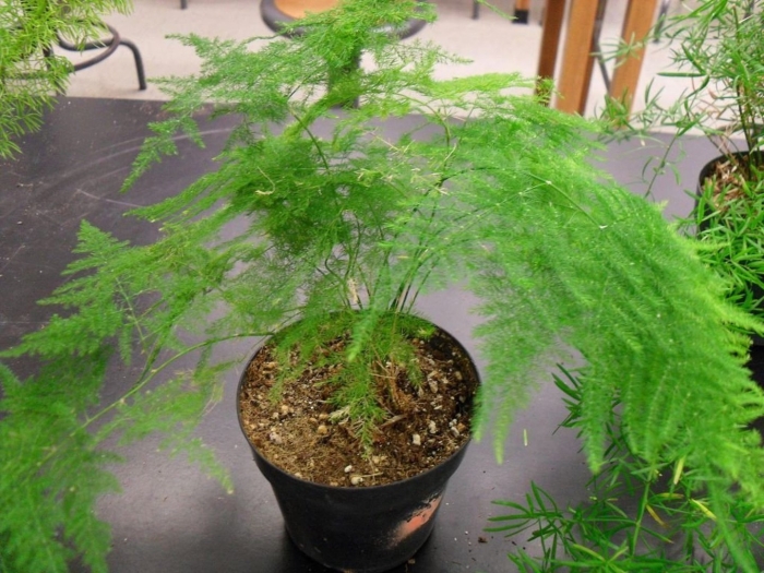 Аспарагус перистый