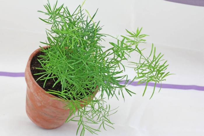 Аспарагус шпренгера из семян