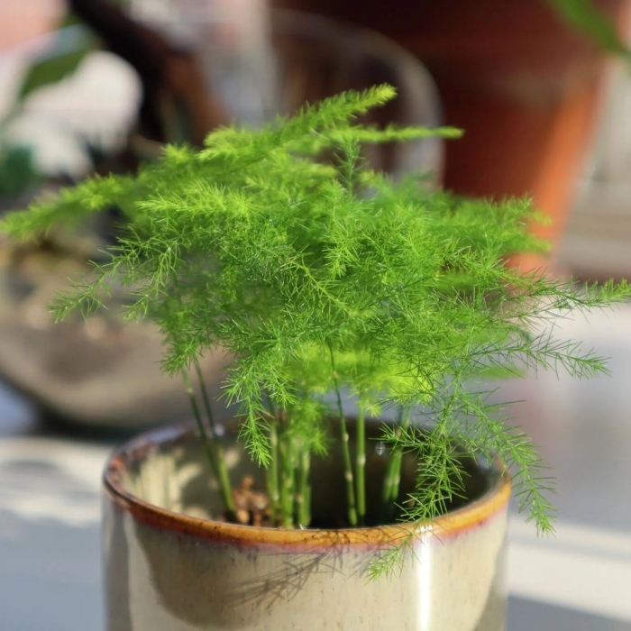 Аспарагус перистый