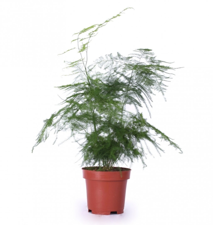 Комнатное растение аспарагус