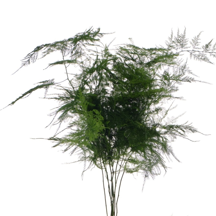 Аспарагус плюмозус