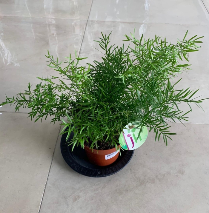 Аспарагус обыкновенный