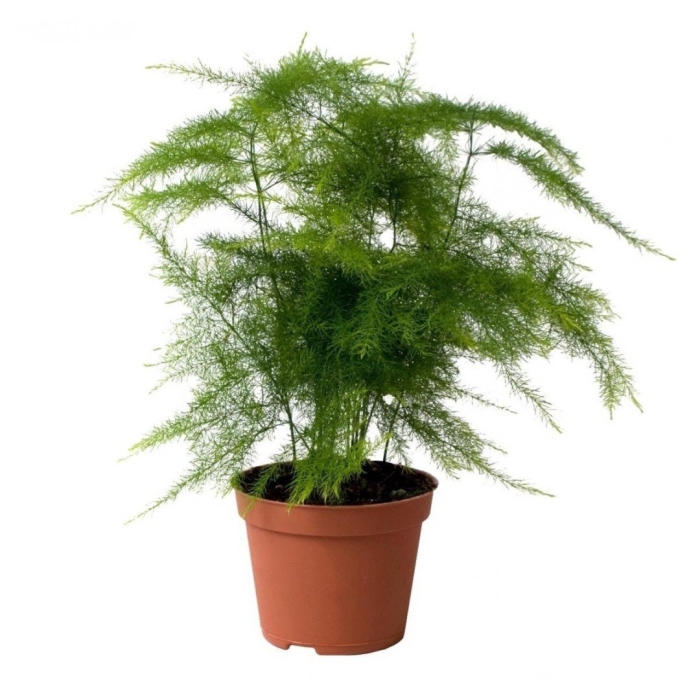 Аспарагус пирамидальный