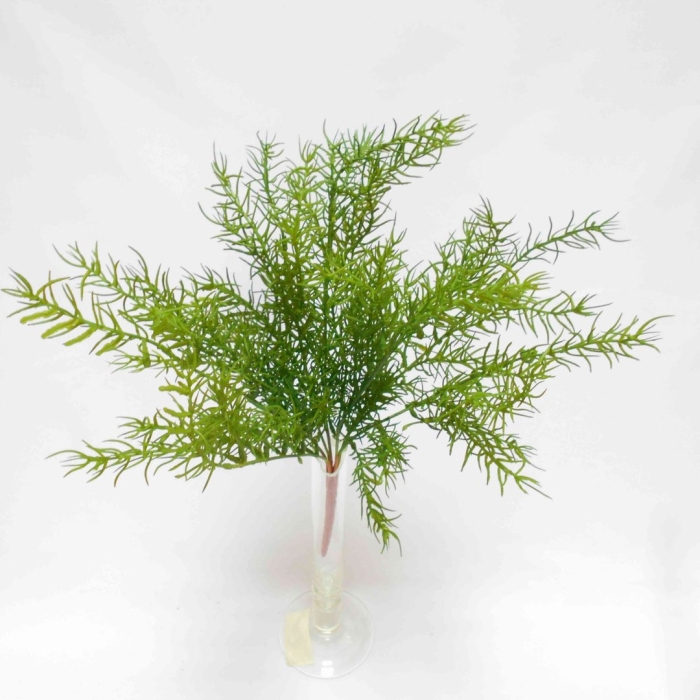 Аспарагус триферн