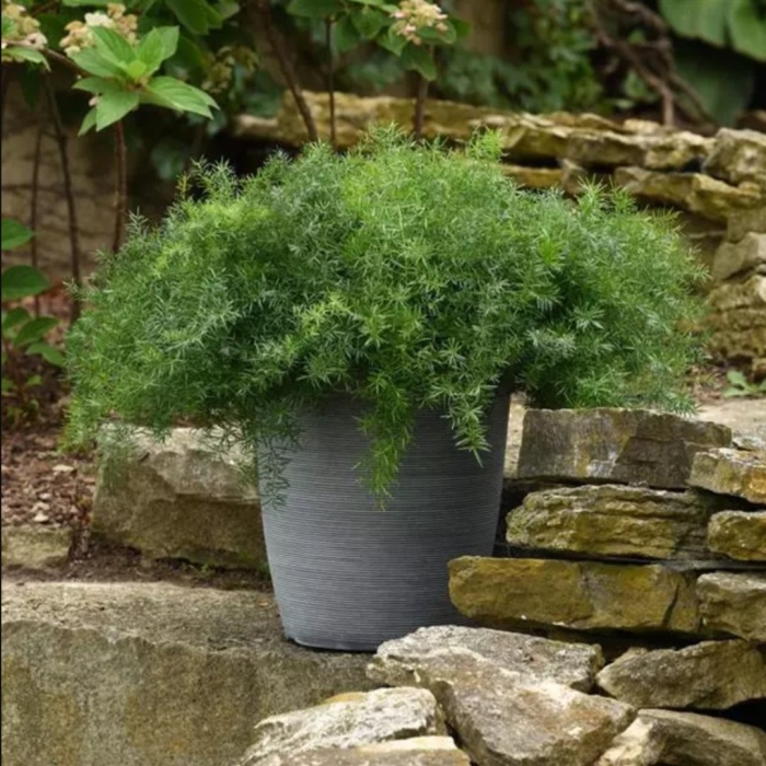 Аспарагус садовый