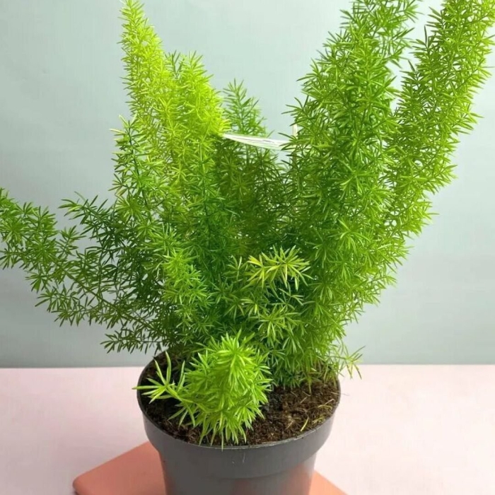 Аспарагус денсифлорус мейера