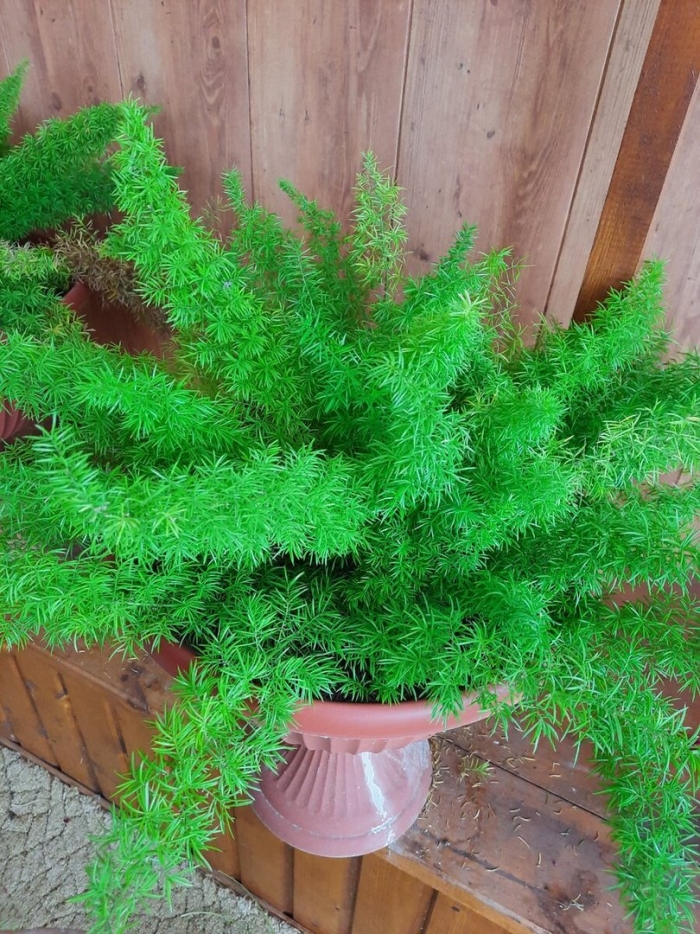 Аспарагус мейери