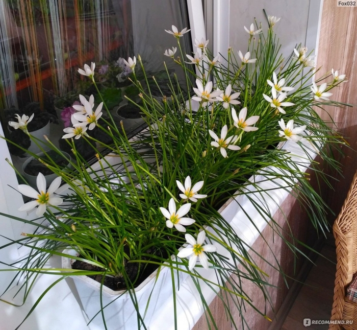 Зефирантес комнатный