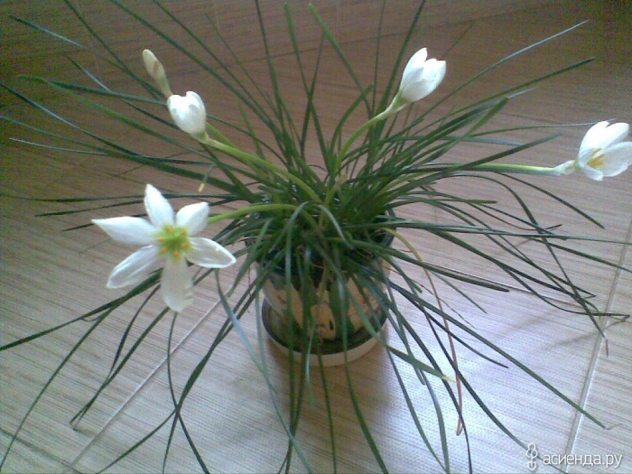 Дождевая лилия зефирантес
