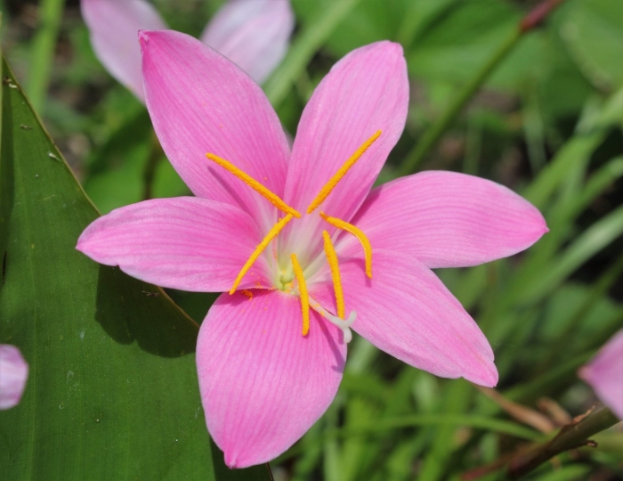 Зефирантес атамасский