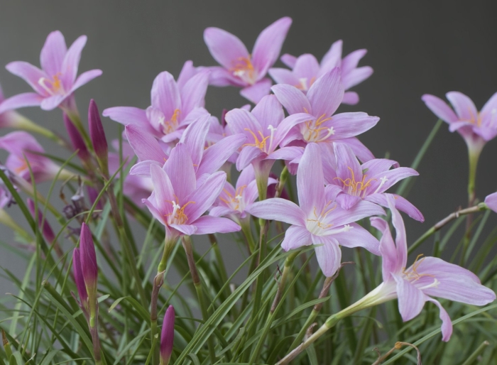 Зефирантес робуста пинк