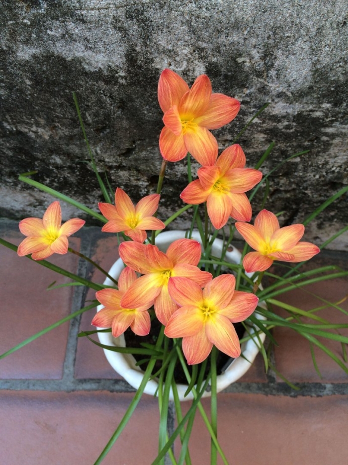 Зефирантес выскочка