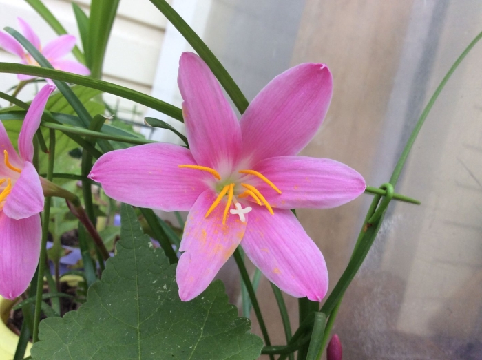 Выскочка растение