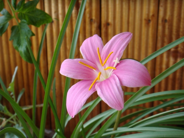 Зефирантес выскочка