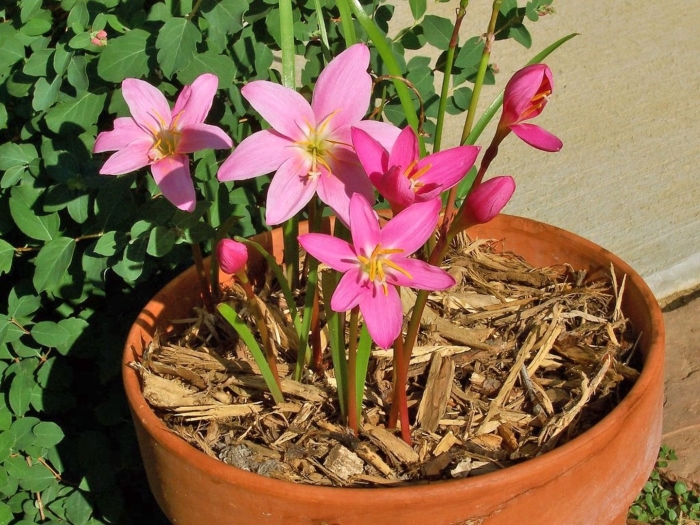 Габрантус (аргентинская лилия)