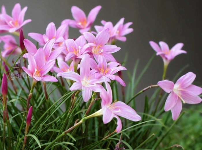 Зефирантес выскочка