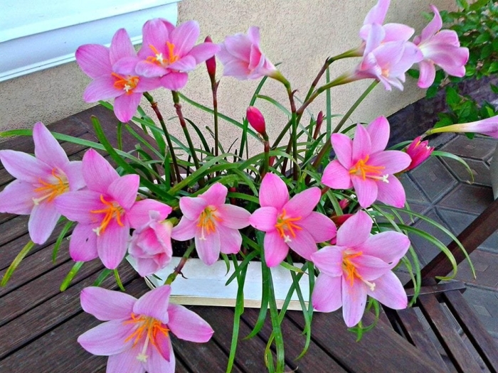 Зефирантес выскочка