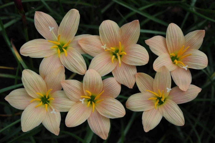 Зефирантес растение