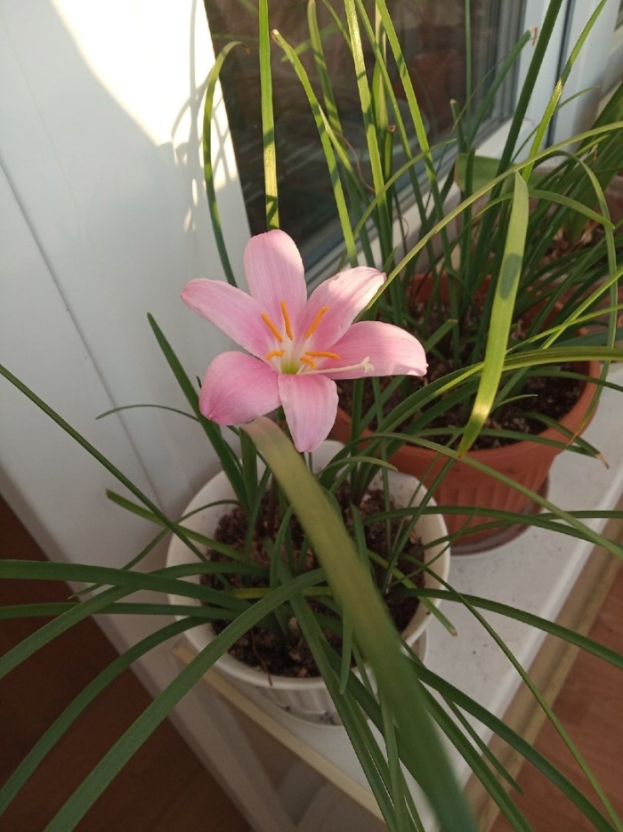 Зефирантес выскочка