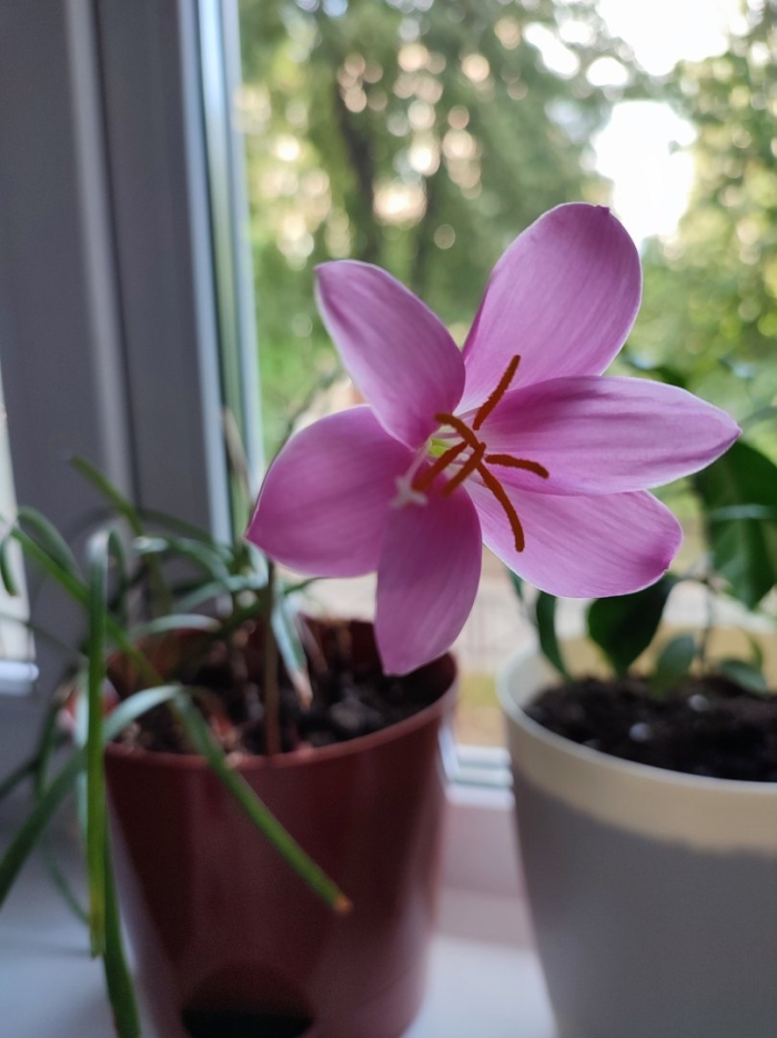 Зефирантес розовый выскочка