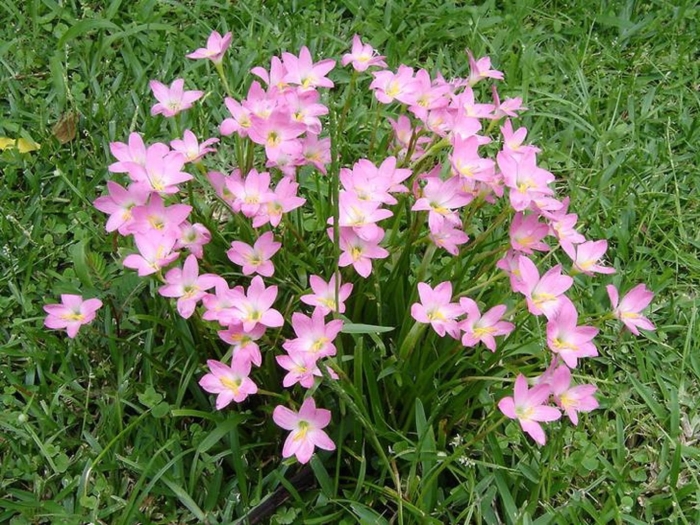 Зефирантес мощный пинк