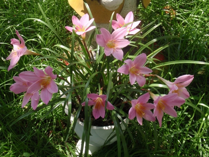 Зефирантес выскочка