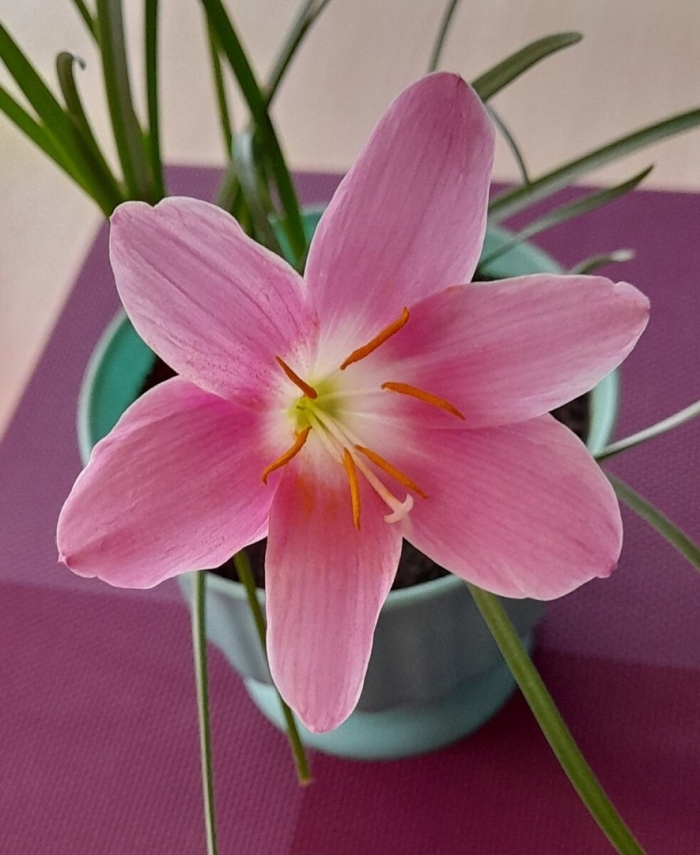 Зефирантес розовый выскочка