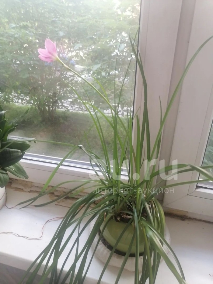 Цветок выскочка комнатный