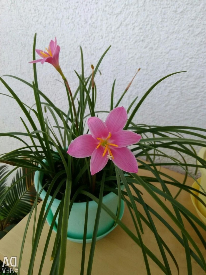 Зефирантес выскочка