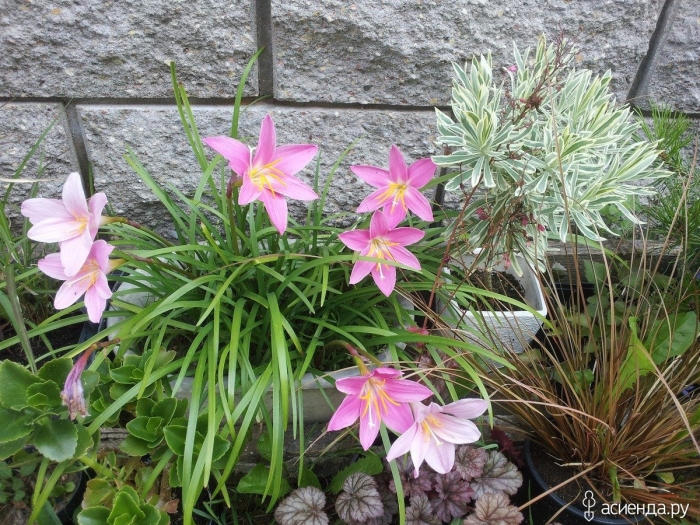 Зефирантес robustus