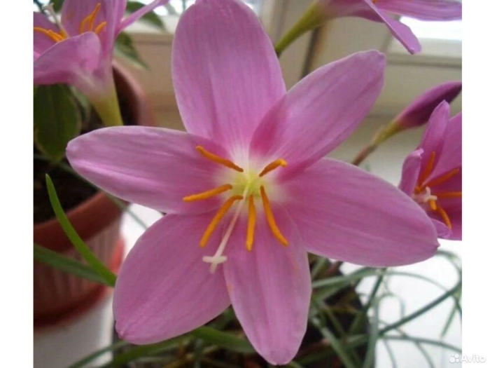 Зефирантес выскочка