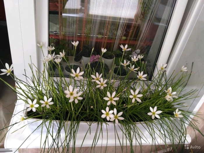 Зефирантес выскочка