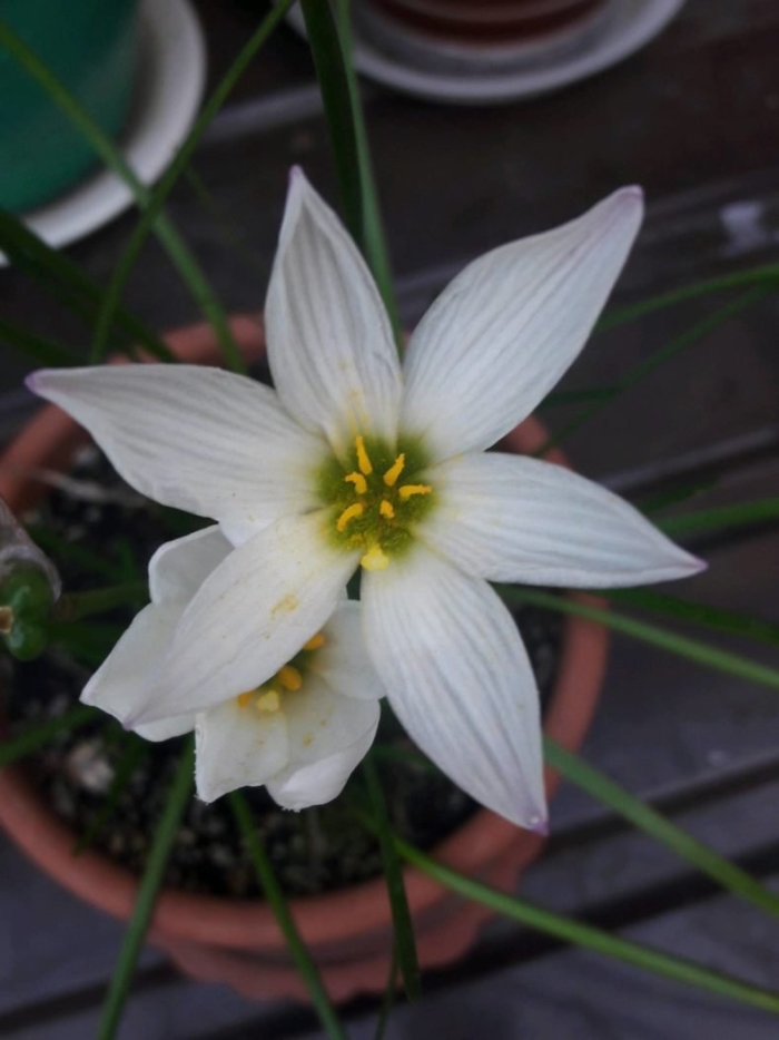 Зефирантес белый луковицы